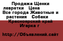 Продажа Щенки левретки › Цена ­ 40 000 - Все города Животные и растения » Собаки   . Красноярский край,Игарка г.